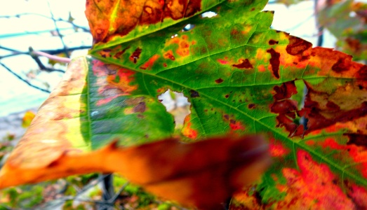 Leaves are beginning to change colours in Northern Ontario.